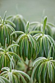 CLOSE UP PLANT PORTRAIT OF THE FROSTED LEAVES OF EUPHORBIA X PASTEURII. FROST, FROSTY, WINTER, JANUARY, LEAVES, GREEN, SHRUB, SPURGE
