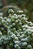 CLOSE UP PLANT PORTRAIT OF THE FROSTED LEAVES OF ILEX CRENATA DAWRF PAGODA. FROST, FROSTY, WINTER, JANUARY, LEAVES, GREEN, HOLLY, HOLLIES, FOLIAGE, EVERGREEN