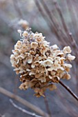 CLOSE UP PLANT PORTRAIT OF THE WINTER FLOWER OF HYDRANGEA PANICULATA SILVER DOLLAR. WINTER, JANUARY, SHRUBG, SHRUBS, DECIDUOUS, BROWN