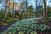PAINSWICK ROCOCO GARDEN, GLOUCESTERSHIRE: WOOD WITH SNOWDROPS. WHITE, FLOWERS, WINTER, JANUARY, GALANTHUS, WOODLAND, DRIFTS, GARDEN, PATH, PATHS