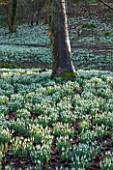 PAINSWICK ROCOCO GARDEN, GLOUCESTERSHIRE: WOOD WITH SNOWDROPS. WHITE, FLOWERS, WINTER, JANUARY, GALANTHUS, WOODLAND, DRIFTS, GARDEN