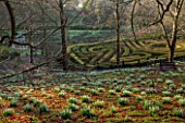 PAINSWICK ROCOCO GARDEN, GLOUCESTERSHIRE: WOOD WITH SNOWDROPS. WHITE, FLOWERS, WINTER, JANUARY, GALANTHUS, WOODLAND, DRIFTS, MAZE