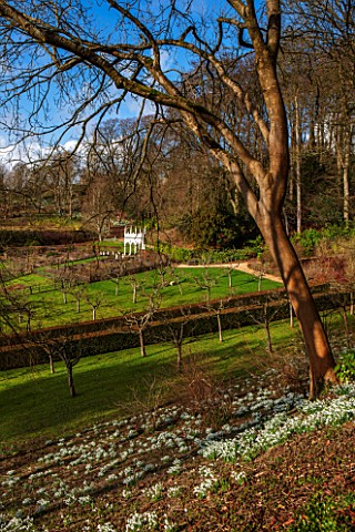 PAINSWICK_ROCOCO_GARDEN_GLOUCESTERSHIRE_GRASS_SLOPE_WITH_SNOWDROPS_WHITE_FLOWERS_WINTER_JANUARY_GALA