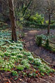 PAINSWICK ROCOCO GARDEN, GLOUCESTERSHIRE: WOOD WITH SNOWDROPS. WHITE, FLOWERS, WINTER, JANUARY, GALANTHUS, WOODLAND, DRIFTS, GARDEN, PATH, PATHS