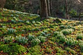 PAINSWICK ROCOCO GARDEN, GLOUCESTERSHIRE: WOOD WITH SNOWDROPS. WHITE, FLOWERS, WINTER, JANUARY, GALANTHUS, WOODLAND, DRIFTS, GARDEN