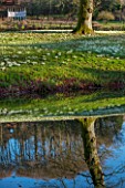 PAINSWICK ROCOCO GARDEN, GLOUCESTERSHIRE: THE EXEDRA AND SNOWDROPS REFLECTED IN THE POOL IN WINTER. JANUARY, REFLECTION, REFLECTIONS, POND, LAKE, WATER, FOLLY, FOLLIES