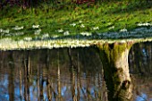 PAINSWICK ROCOCO GARDEN, GLOUCESTERSHIRE: SNOWDROPS REFLECTED IN THE POOL IN WINTER. JANUARY, REFLECTION, REFLECTIONS, POND, LAKE, WATER