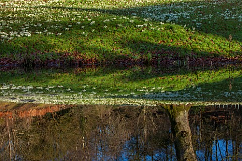 PAINSWICK_ROCOCO_GARDEN_GLOUCESTERSHIRE_SNOWDROPS_REFLECTED_IN_THE_POOL_IN_WINTER_JANUARY_REFLECTION