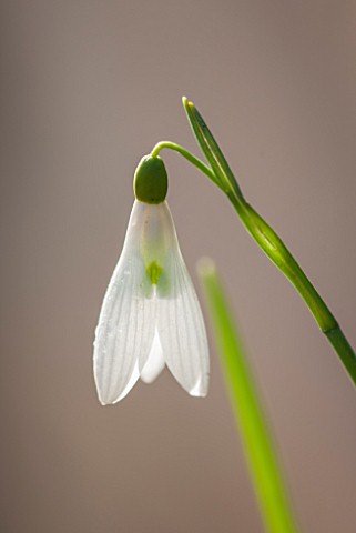 PAINSWICK_ROCOCO_GARDEN_GLOUCESTERSHIRE_CLOSE_UP_PLANT_PORTRAIT_OF_THE_WHITE_FLOWER_OF_GALANTHUS_ATK
