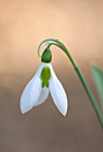 PAINSWICK ROCOCO GARDEN, GLOUCESTERSHIRE: CLOSE UP PLANT PORTRAIT OF THE WHITE FLOWER OF GALANTHUS ELWESII, FLOWERS, BLOOM, BLOOMS, WINTER, JANUARY, SNOWDROP