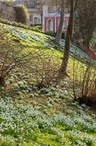 PAINSWICK_ROCOCO_GARDEN_GLOUCESTERSHIRE_GRASS_SLOPE_WITH_DRIFTS_OF_SNOWDROPS_AND_EAGLE_HOUSE_FOLLY_F