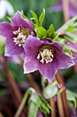 PAINSWICK ROCOCO GARDEN, GLOUCESTERSHIRE: CLOSE UP PLANT PORTRAIT OF THE PINK FLOWERS OF HELLEBORE, HELLEBORUS, CHRISTMAS ROSE, PERENNIAL