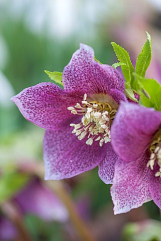 PAINSWICK_ROCOCO_GARDEN_GLOUCESTERSHIRE_CLOSE_UP_PLANT_PORTRAIT_OF_THE_PINK_FLOWERS_OF_HELLEBORE_HEL
