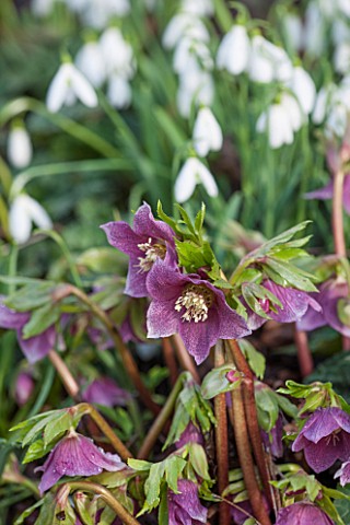 PAINSWICK_ROCOCO_GARDEN_GLOUCESTERSHIRE_CLOSE_UP_PLANT_PORTRAIT_OF_THE_PINK_FLOWERS_OF_HELLEBORE_HEL