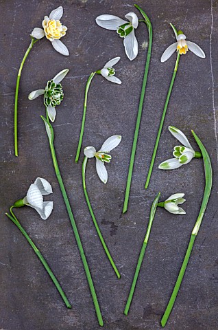 HILL_CLOSE_GARDENS_WARWICK_SNOWDROPS_ON_SLATE__FROM_TOP__GALANTHUS_LADY_ELPHINSTONE_MELANIE_BROUGHTO
