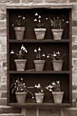 HILL CLOSE GARDENS, WARWICK: BLACK AND WHITE IMAGE OF WOODEN SNOWDROP THEATRE AGAINST WALL. GALANTHUS, WINTER, FORMAL, CLASSIC, TERRACOTTA, CONTAINERS, POTS