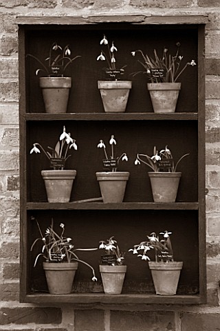 HILL_CLOSE_GARDENS_WARWICK_BLACK_AND_WHITE_IMAGE_OF_WOODEN_SNOWDROP_THEATRE_AGAINST_WALL_GALANTHUS_W