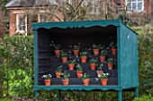 HILL CLOSE GARDENS, WARWICK: WOODEN SNOWDROP THEATRE - GALANTHUS, WINTER, FORMAL, CLASSIC, TERRACOTTA, CONTAINERS, POTS