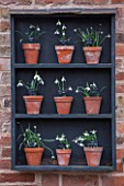 HILL CLOSE GARDENS, WARWICK: WOODEN SNOWDROP THEATRE AGAINST WALL. GALANTHUS, WINTER, FORMAL, CLASSIC, TERRACOTTA, CONTAINERS, POTS