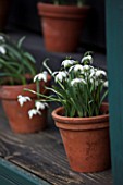 HILL CLOSE GARDENS, WARWICK: TERRACOTTA CONTAINER IN SNOWDROP THEATRE - GALANTHUS NIVALIS PUSEY GREEN TIPS