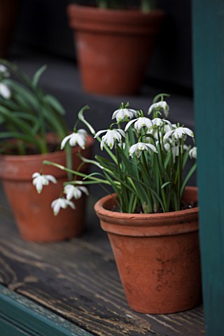 HILL_CLOSE_GARDENS_WARWICK_TERRACOTTA_CONTAINER_IN_SNOWDROP_THEATRE__GALANTHUS_NIVALIS_PUSEY_GREEN_T