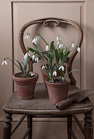 HILL_CLOSE_GARDENS_WARWICK_OLD_CHAIR_IN_SHED_WITH_TERRACOTTA_CONTAINERS_PLANTED_WITH_SNOWDROPS_GALAN