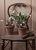HILL CLOSE GARDENS, WARWICK: OLD CHAIR IN SHED WITH TERRACOTTA CONTAINERS PLANTED WITH SNOWDROPS GALANTHUS BILL BISHOP, DAVID SHACKLETON AND GALANTHUS ELWESII WARWICKSHIRE GEM