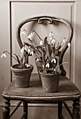 HILL CLOSE GARDENS, WARWICK: BLACK AND WHITE - OLD CHAIR IN SHED TERRACOTTA CONTAINERS PLANTED WITH SNOWDROPS GALANTHUS BILL BISHOP, DAVID SHACKLETON, ELWESII WARWICKSHIRE GEM