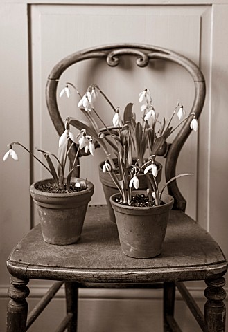 HILL_CLOSE_GARDENS_WARWICK_BLACK_AND_WHITE__OLD_CHAIR_IN_SHED_TERRACOTTA_CONTAINERS_PLANTED_WITH_SNO