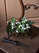 HILL CLOSE GARDENS, WARWICK: OLD CHAIR IN SHED WITH METAL CONTAINER PLANTED WITH SNOWDROPS. GALANTHUS, SECATEURS