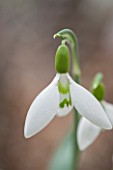 HILL CLOSE GARDENS, WARWICK: CLOSE UP PLANT PORTRAIT OF THE WHITE FLOWER OF SNOWDROP - GALANTHUS DAVID SHACKLETON - FEBRUARY, WINTER, SPRING, PETALS, BULBS, SNOWDROPS, GREEN