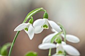 HILL CLOSE GARDENS, WARWICK: CLOSE UP PLANT PORTRAIT OF THE WHITE FLOWER OF SNOWDROP - GALANTHUS ELWESII WARWICKSHIRE GEMINI - FEBRUARY, WINTER, SPRING, PETALS, BULBS
