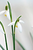 HILL CLOSE GARDENS, WARWICK: CLOSE UP PLANT PORTRAIT OF THE WHITE FLOWER OF SNOWDROP - GALANTHUS NIVALIS BLONDE INGE - FEBRUARY, WINTER, SPRING, PETALS, BULBS, YELLOW