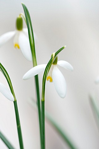 HILL_CLOSE_GARDENS_WARWICK_CLOSE_UP_PLANT_PORTRAIT_OF_THE_WHITE_FLOWER_OF_SNOWDROP__GALANTHUS_NIVALI