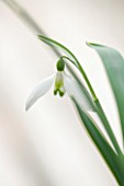 HILL CLOSE GARDENS, WARWICK: CLOSE UP PLANT PORTRAIT OF THE WHITE FLOWER OF SNOWDROP - GALANTHUS PEG SHARPLES - FEBRUARY, WINTER, SPRING, PETALS, BULBS, GREEN