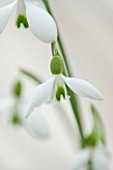 HILL CLOSE GARDENS, WARWICK: CLOSE UP PLANT PORTRAIT OF THE WHITE FLOWER OF SNOWDROP - GALANTHUS RIZEHENSIS BAYTOP - FEBRUARY, WINTER, SPRING, PETALS, BULBS, GREEN
