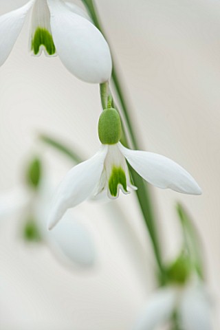 HILL_CLOSE_GARDENS_WARWICK_CLOSE_UP_PLANT_PORTRAIT_OF_THE_WHITE_FLOWER_OF_SNOWDROP__GALANTHUS_RIZEHE