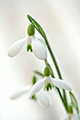 HILL CLOSE GARDENS, WARWICK: CLOSE UP PLANT PORTRAIT OF THE WHITE FLOWER OF SNOWDROP - GALANTHUS RIZEHENSIS BAYTOP - FEBRUARY, WINTER, SPRING, PETALS, BULBS, GREEN