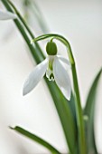 HILL CLOSE GARDENS, WARWICK: CLOSE UP PLANT PORTRAIT OF THE WHITE FLOWER OF SNOWDROP - GALANTHUS DAVID SHACKLETON - FEBRUARY, WINTER, SPRING, PETALS, BULBS, GREEN