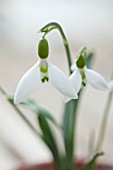 HILL CLOSE GARDENS, WARWICK: CLOSE UP PLANT PORTRAIT OF THE WHITE FLOWER OF SNOWDROP - GALANTHUS DAVID SHACKLETON - FEBRUARY, WINTER, SPRING, PETALS, BULBS, GREEN
