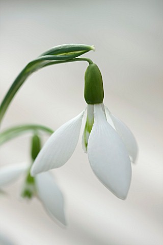 HILL_CLOSE_GARDENS_WARWICK_CLOSE_UP_PLANT_PORTRAIT_OF_THE_WHITE_FLOWER_OF_SNOWDROP__GALANTHUS_DAVID_
