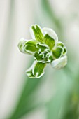 HILL CLOSE GARDENS, WARWICK: CLOSE UP PLANT PORTRAIT OF THE WHITE FLOWER OF SNOWDROP - GALANTHUS BLEWBURY TART - FEBRUARY, WINTER, SPRING, PETALS, BULBS, GREEN