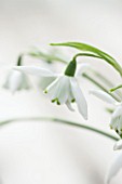 HILL CLOSE GARDENS, WARWICK: CLOSE UP PLANT PORTRAIT OF THE WHITE FLOWER OF SNOWDROP - GALANTHUS LADY BEATRIX STANLEY - FEBRUARY, WINTER, SPRING, PETALS, BULBS, GREEN