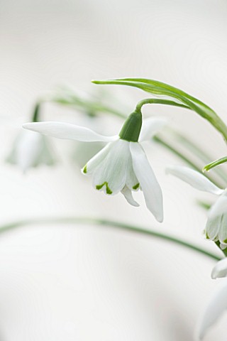 HILL_CLOSE_GARDENS_WARWICK_CLOSE_UP_PLANT_PORTRAIT_OF_THE_WHITE_FLOWER_OF_SNOWDROP__GALANTHUS_LADY_B