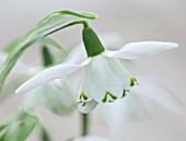 HILL CLOSE GARDENS, WARWICK: CLOSE UP PLANT PORTRAIT OF THE WHITE FLOWER OF SNOWDROP - GALANTHUS LADY BEATRIX STANLEY - FEBRUARY, WINTER, SPRING, PETALS, BULBS, GREEN