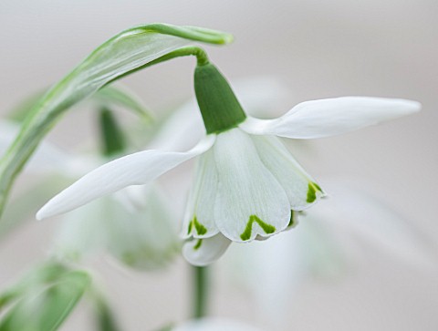 HILL_CLOSE_GARDENS_WARWICK_CLOSE_UP_PLANT_PORTRAIT_OF_THE_WHITE_FLOWER_OF_SNOWDROP__GALANTHUS_LADY_B