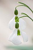 HILL CLOSE GARDENS, WARWICK: CLOSE UP PLANT PORTRAIT OF THE WHITE FLOWER OF SNOWDROP - GALANTHUS PLICATUS DIGGORY - FEBRUARY, WINTER, SPRING, PETALS, BULBS, GREEN