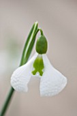 HILL CLOSE GARDENS, WARWICK: CLOSE UP PLANT PORTRAIT OF THE WHITE FLOWER OF SNOWDROP - GALANTHUS PLICATUS DIGGORY - FEBRUARY, WINTER, SPRING, PETALS, BULBS, GREEN