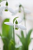 HILL CLOSE GARDENS, WARWICK: CLOSE UP PLANT PORTRAIT OF THE WHITE FLOWER OF SNOWDROP - GALANTHUS ELWESII WARWICKSHIRE GEMINI - FEBRUARY, WINTER, SPRING, PETALS, BULBS, GREEN