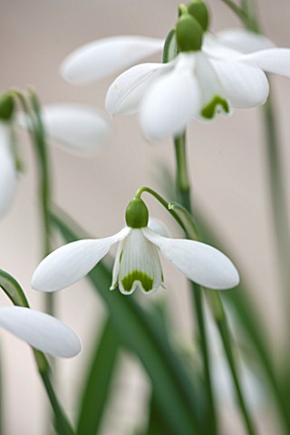 HILL_CLOSE_GARDENS_WARWICK_CLOSE_UP_PLANT_PORTRAIT_OF_THE_WHITE_FLOWER_OF_SNOWDROP__GALANTHUS_S_ARNO